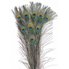 FEATHERS PEACOCK Natural  30"-35" (BULK)-OUT OF STOCK